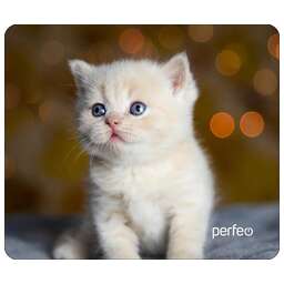 PERFEO (PF_D0658) "Cat"