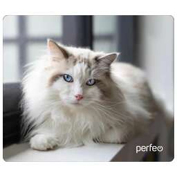 PERFEO (PF_D0638) "Cat"